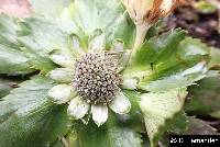 Eryngium humile image
