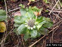 Image of Eryngium humile