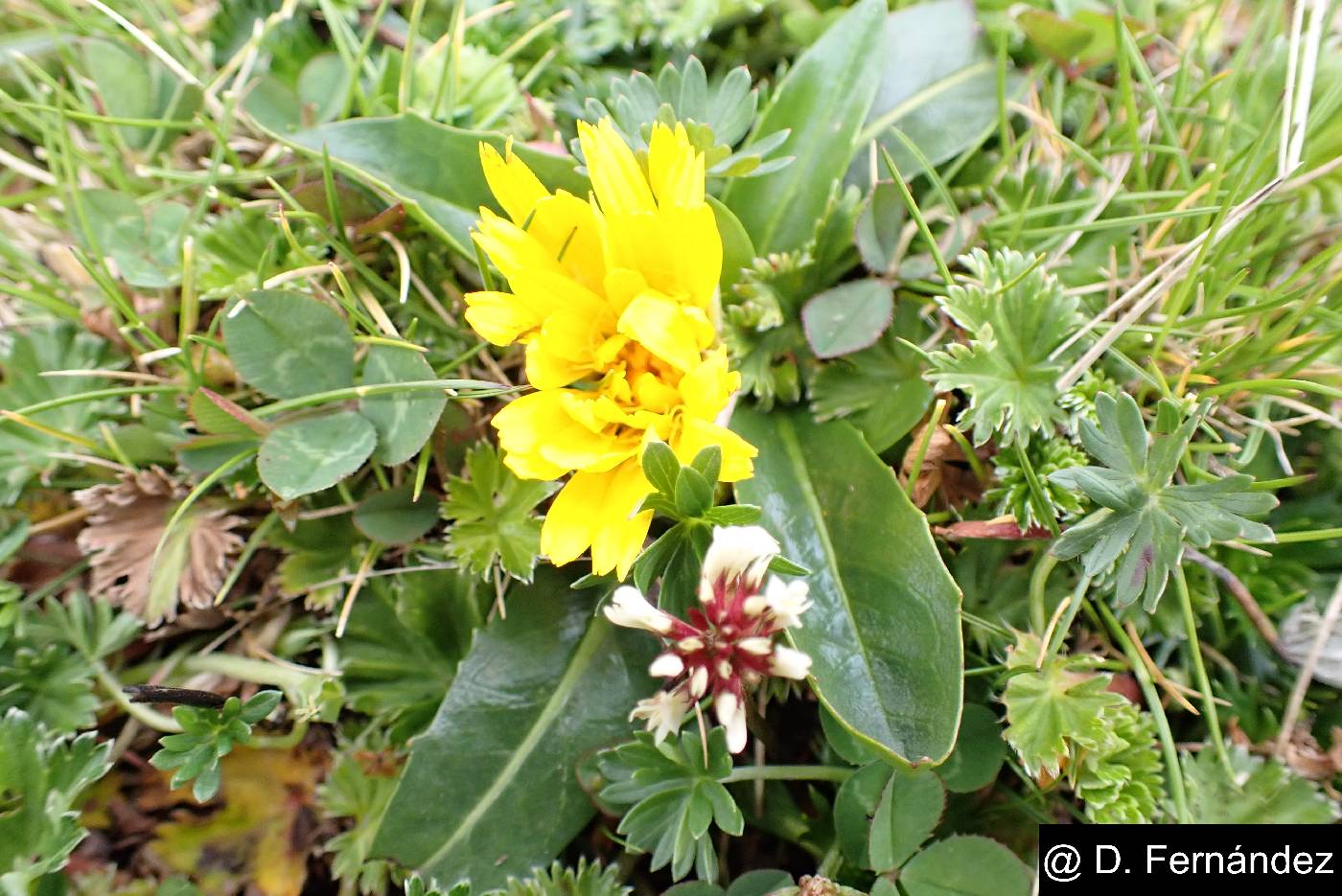 Hypochaeris sessiliflora image