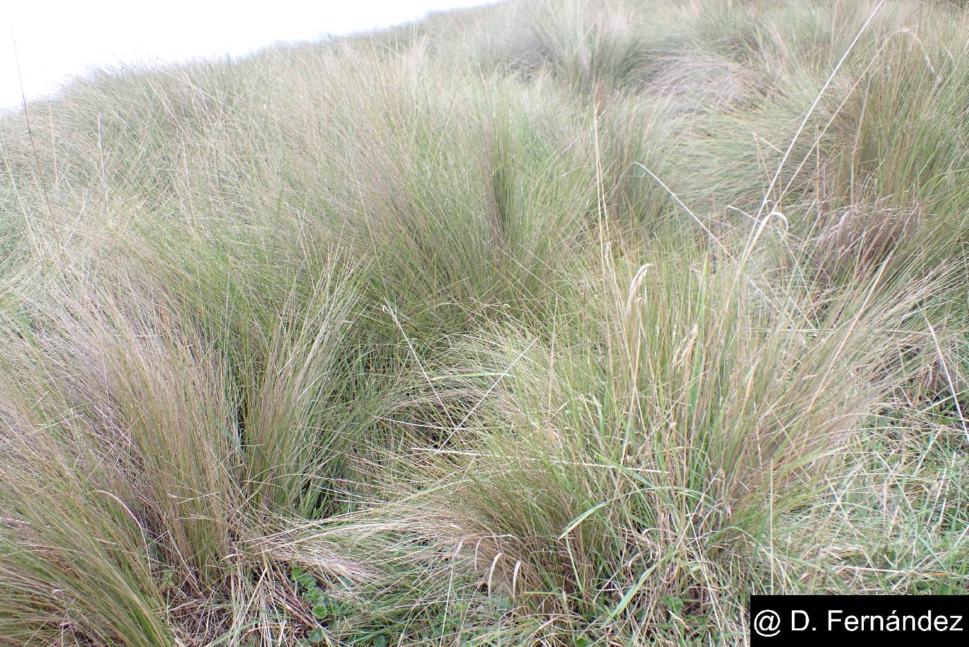 Cinnagrostis intermedia image