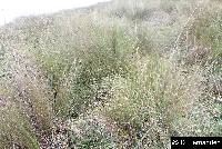 Image of Cinnagrostis intermedia