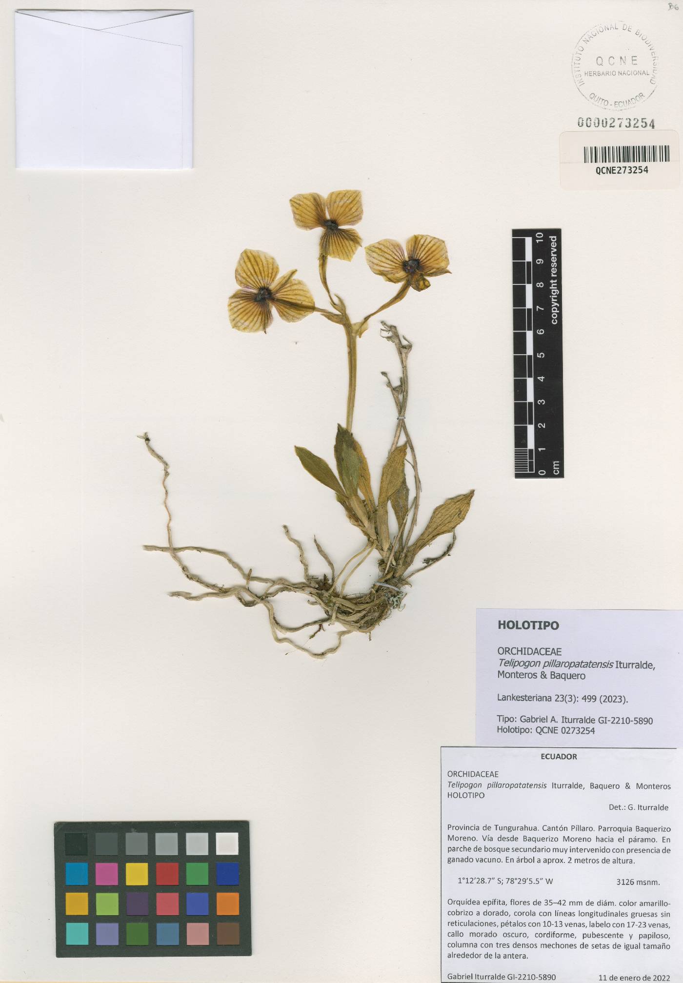 Telipogon pillaropatatensis image