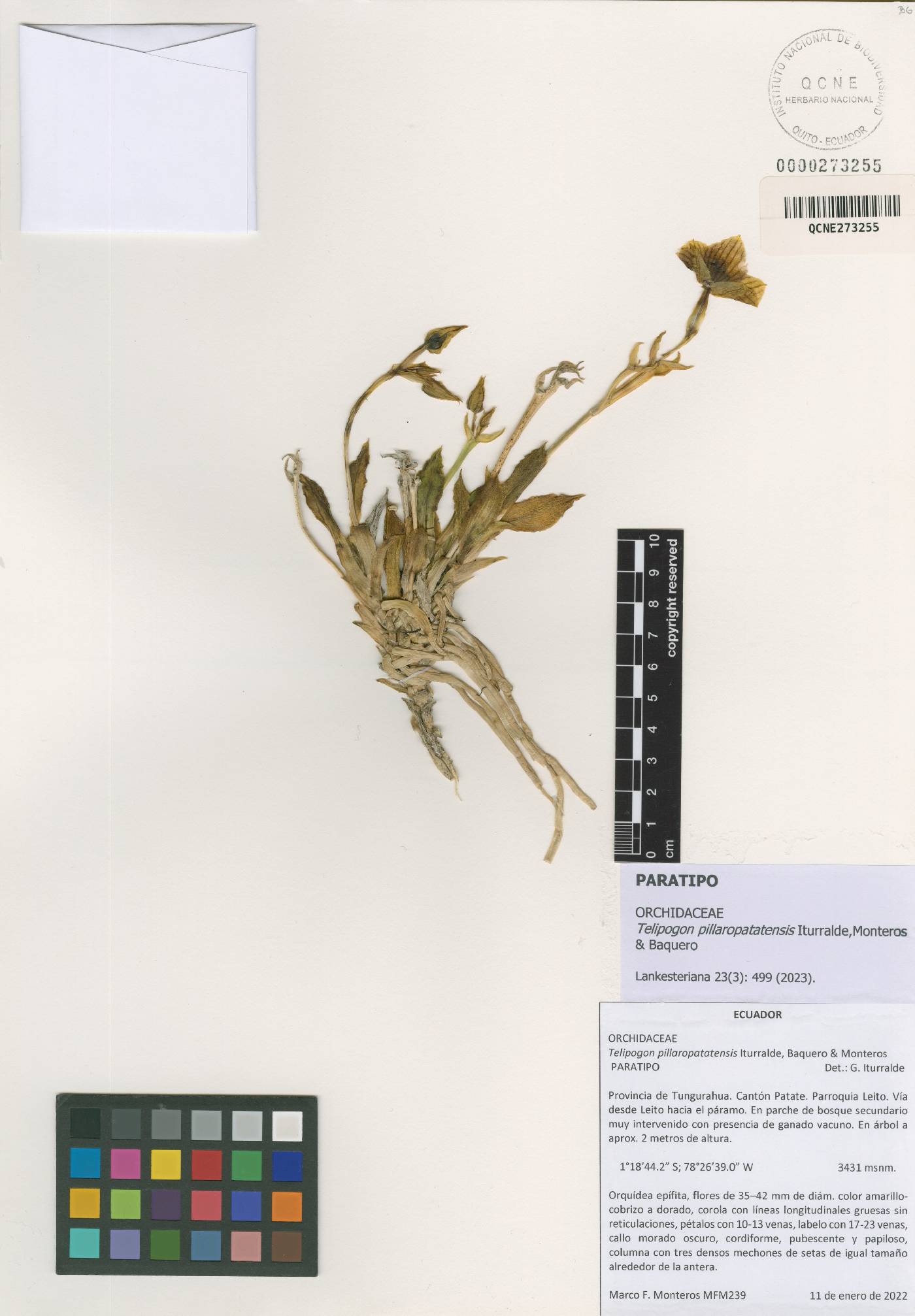 Telipogon pillaropatatensis image