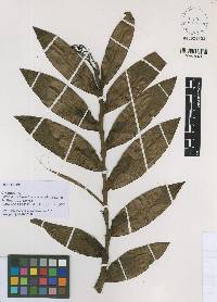 Epidendrum tagaeri-taromenane image