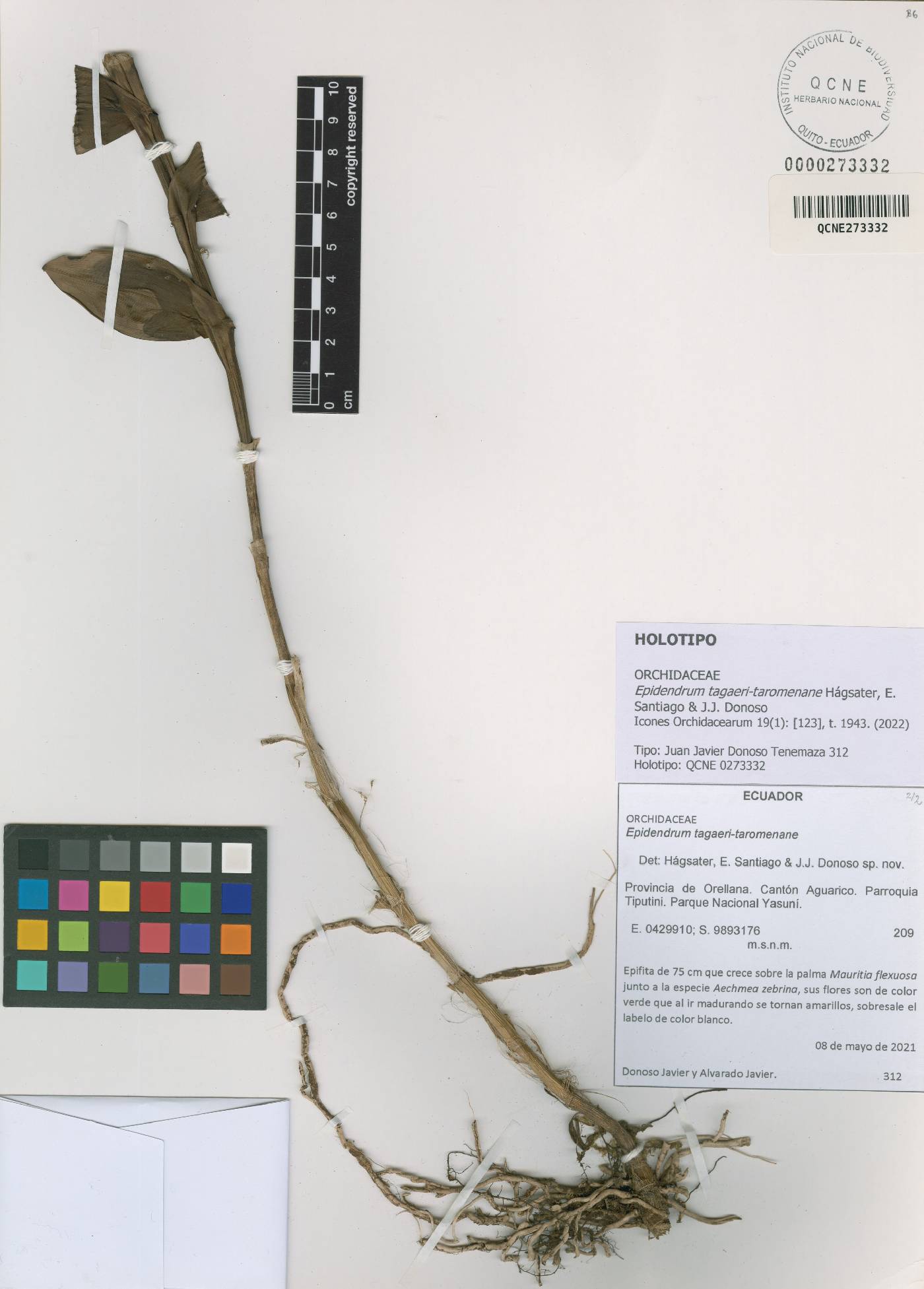 Epidendrum tagaeri-taromenane image