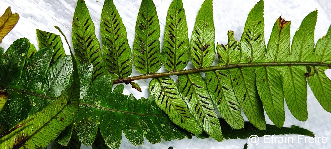 Diplazium venulosum image