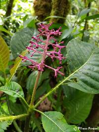 Palicourea lasiantha image