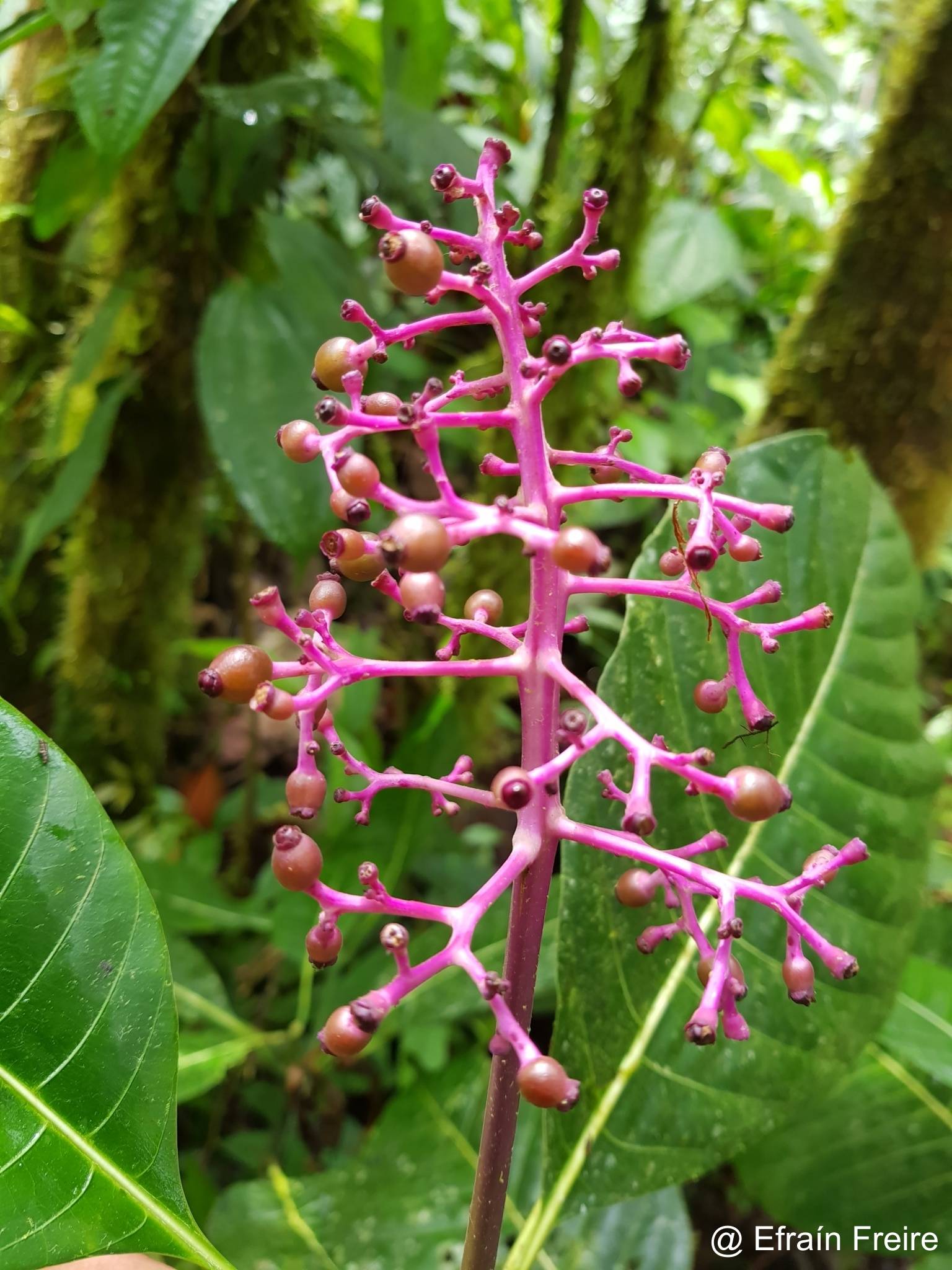 Palicourea lasiantha image