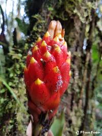 Guzmania bipartita image