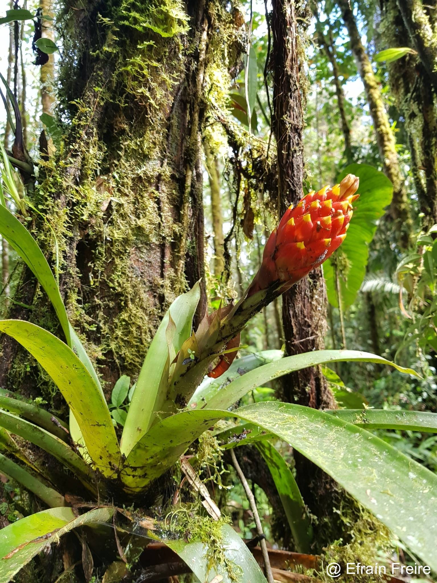 Guzmania bipartita image