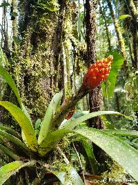 Image of Guzmania bipartita