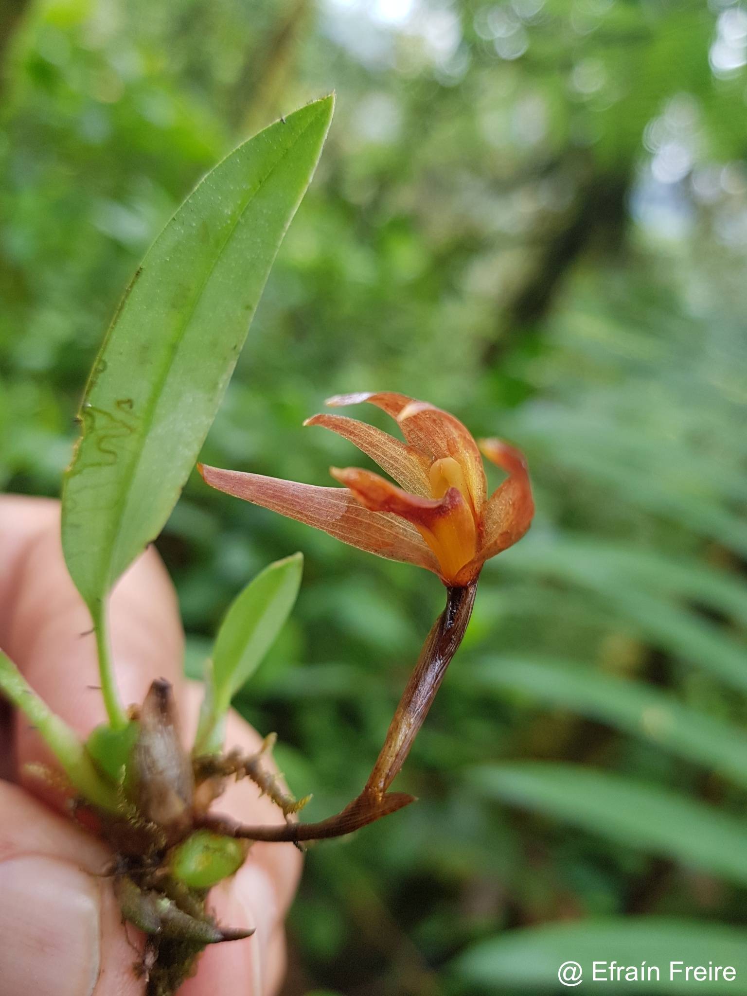 Maxillaria virguncula image