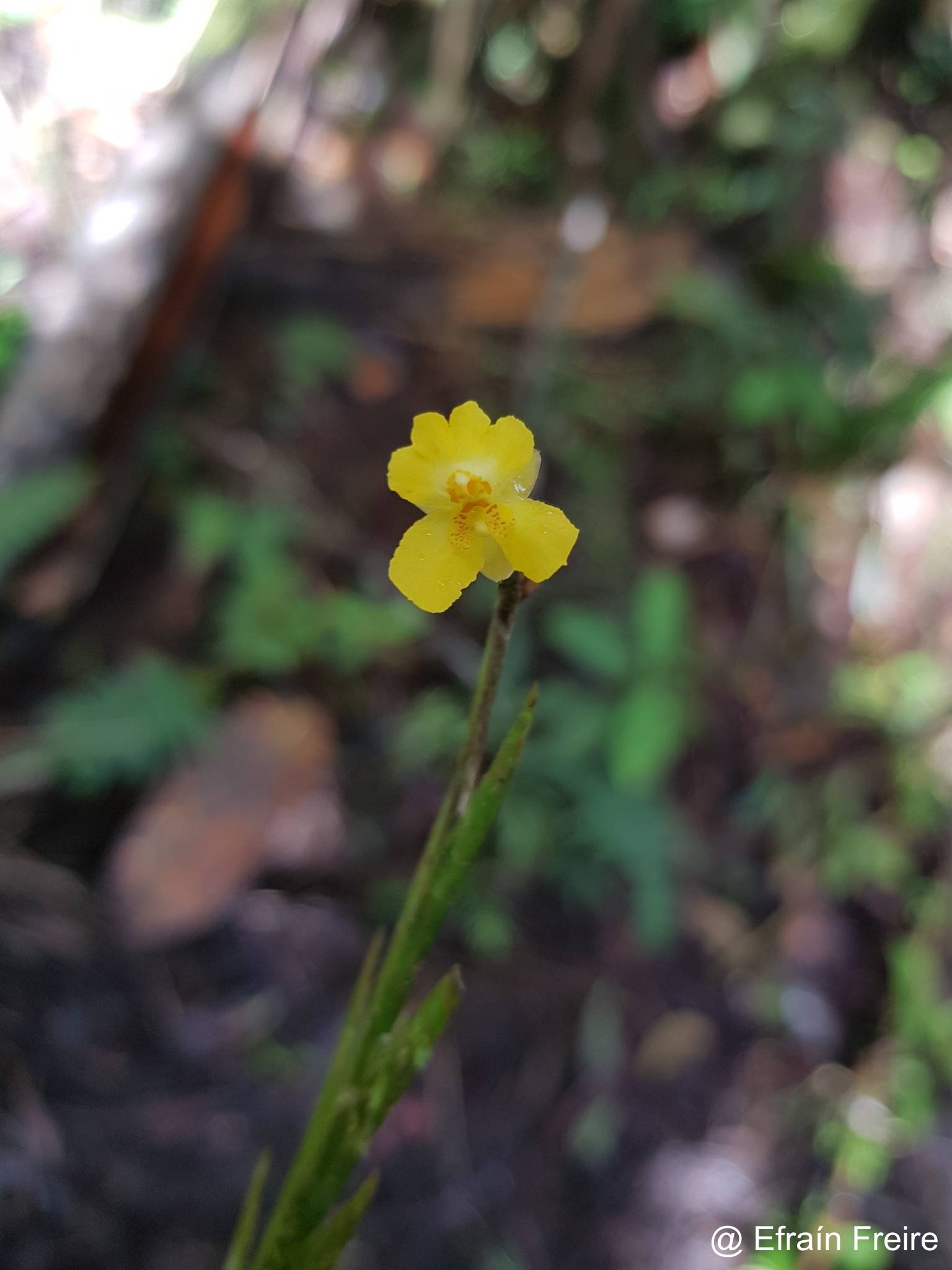 Lockhartia longifolia image
