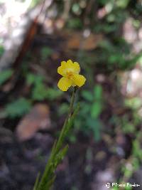 Image of Lockhartia longifolia