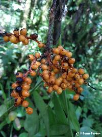 Chamaedorea pinnatifrons image