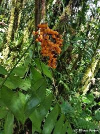 Chamaedorea pinnatifrons image