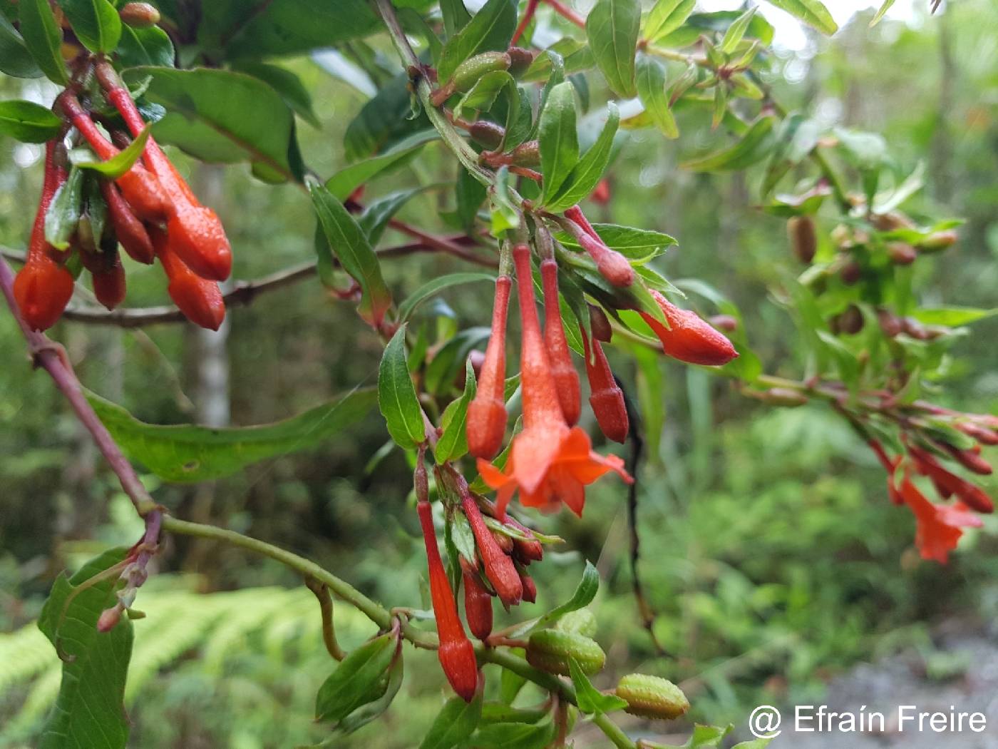 Fuchsia orientalis image