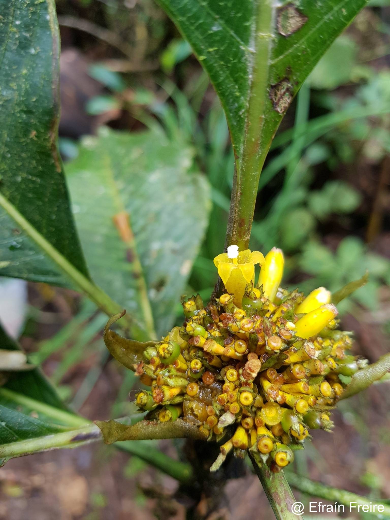 Palicourea harlingii image