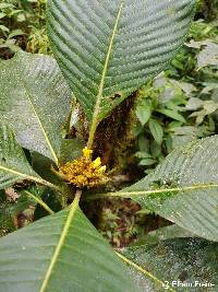 Palicourea harlingii image