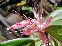 Cavendishia tarapotana image