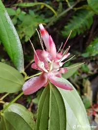 Cavendishia tarapotana image