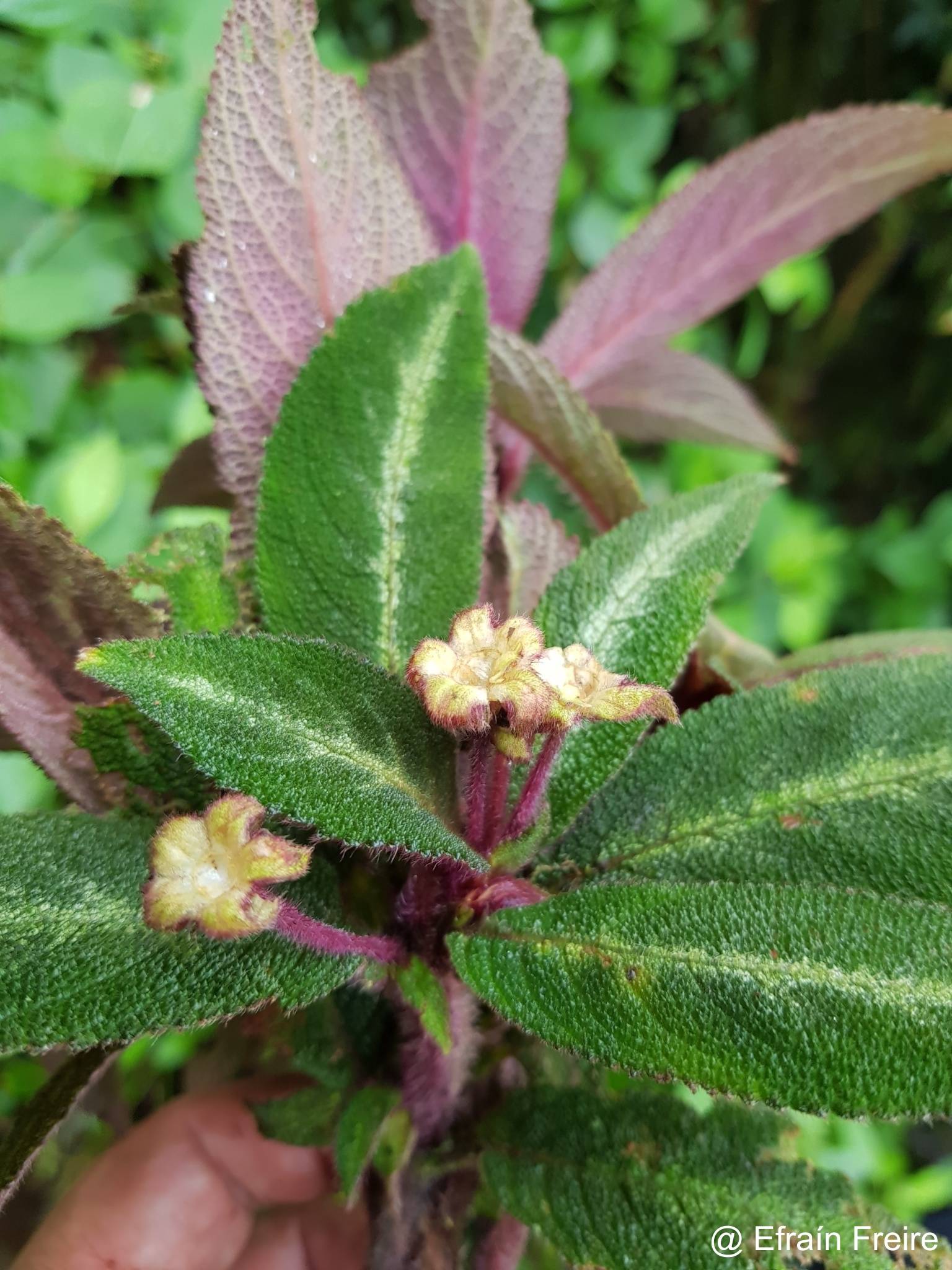 Pearcea sprucei image