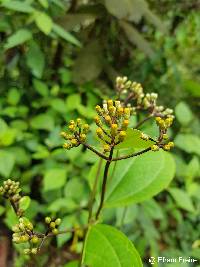 Image of Liabum igniarium