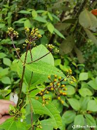 Liabum igniarium image