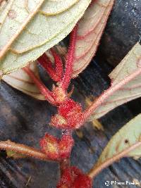 Columnea capillosa image