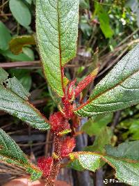 Columnea capillosa image