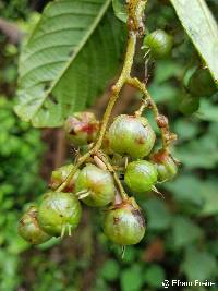 Saurauia aequatoriensis image