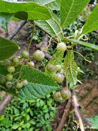 Saurauia aequatoriensis image