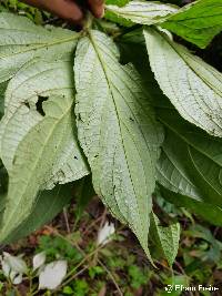 Piper immutatum image