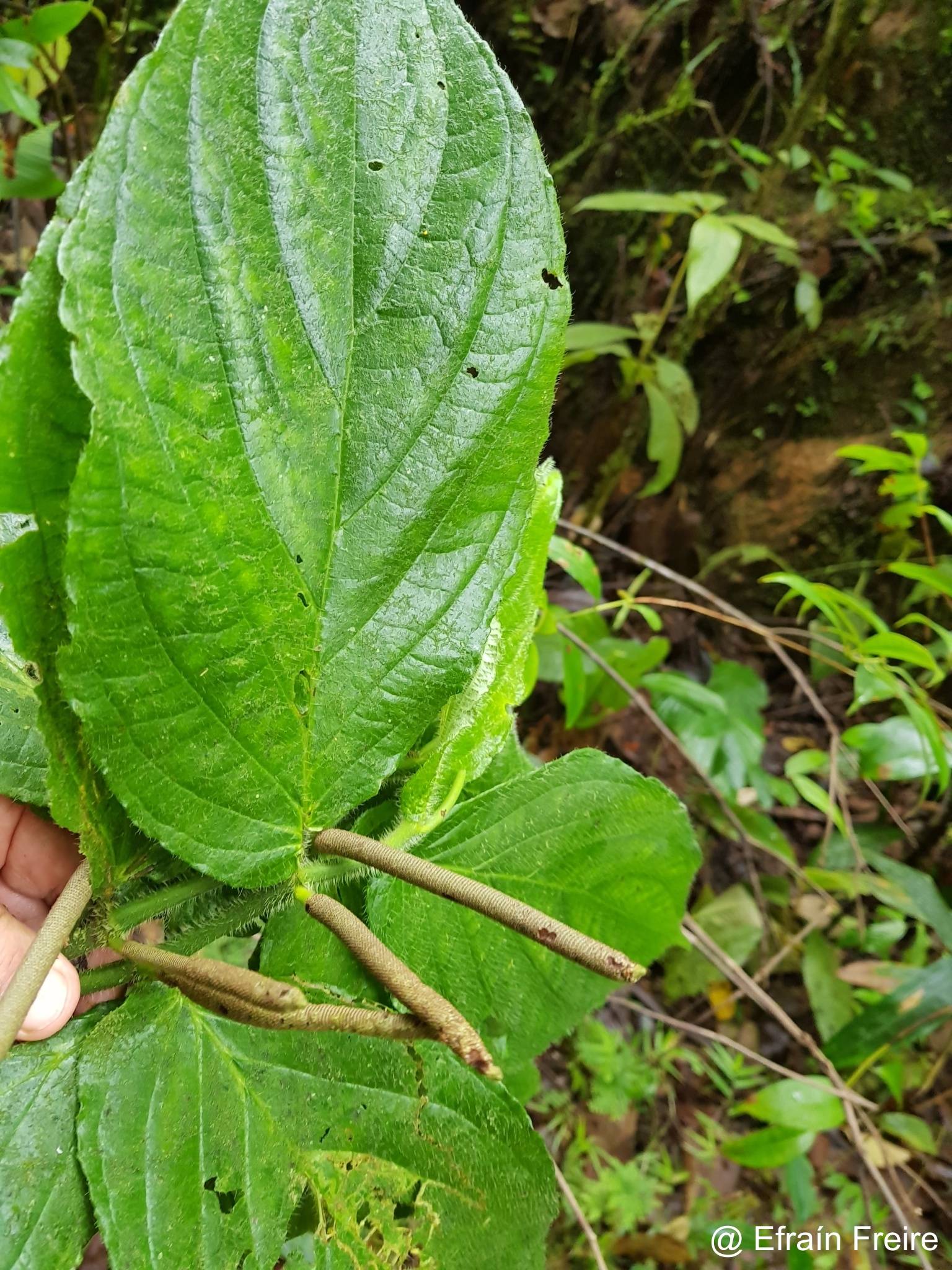 Piper immutatum image