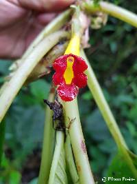 Glossoloma tetragonoides image