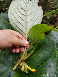 Glossoloma tetragonoides image