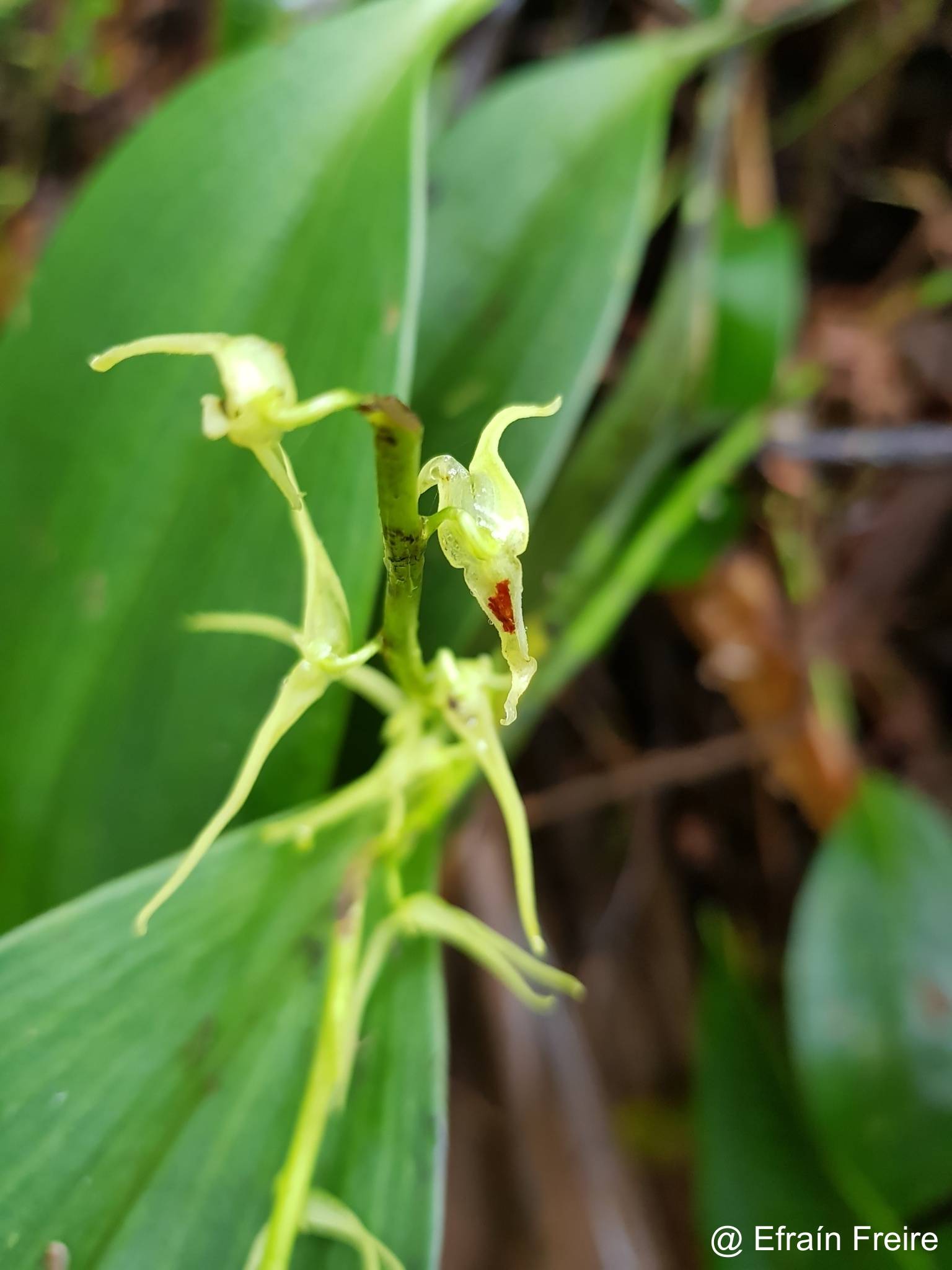 Stelis anolis image