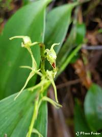 Image of Stelis anolis