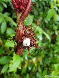 Image of Trichodrymonia metamorphophylla