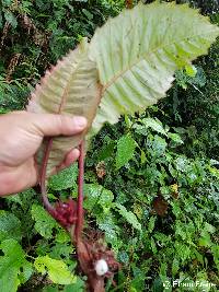Trichodrymonia metamorphophylla image