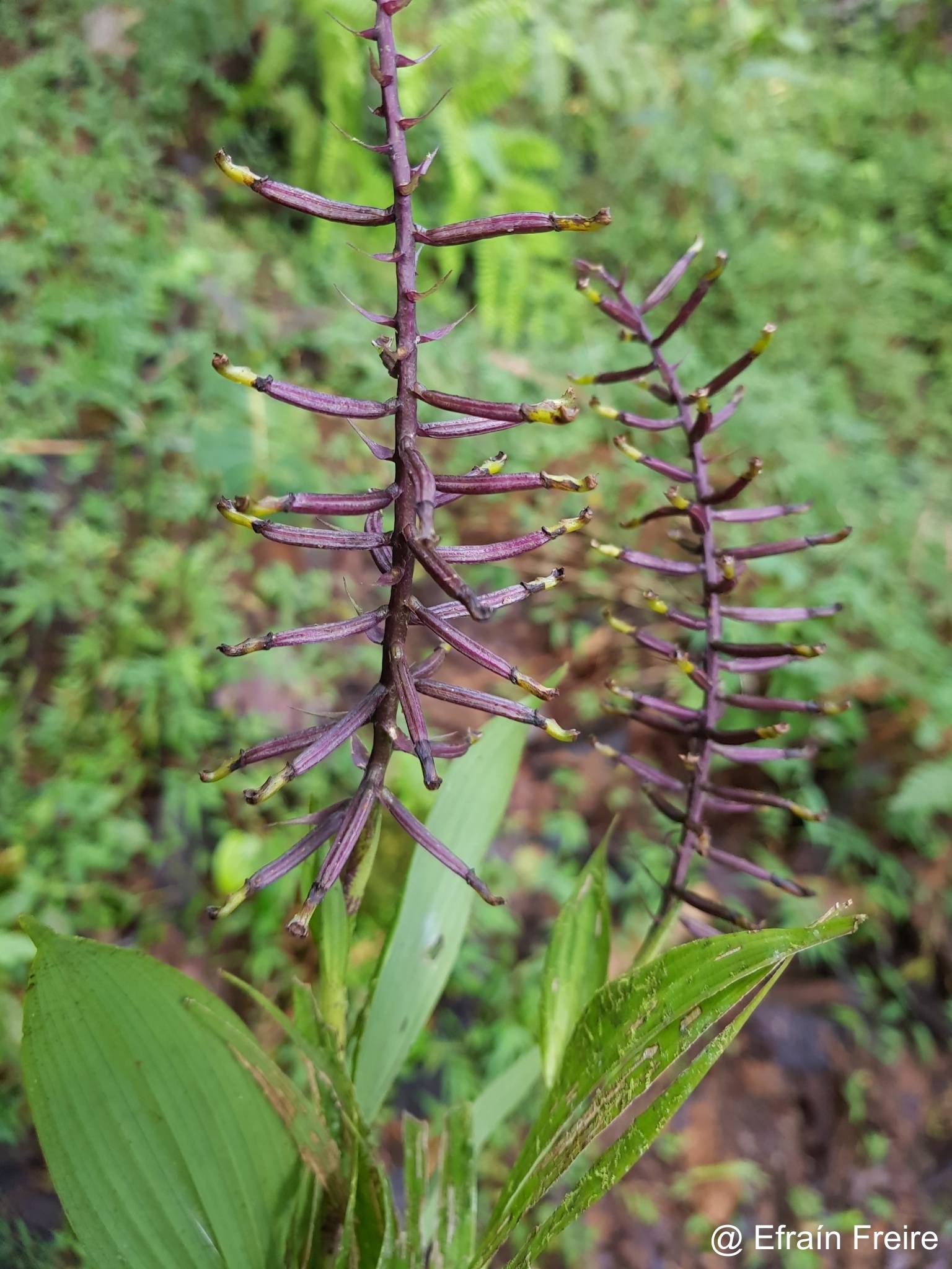Elleanthus oliganthus image