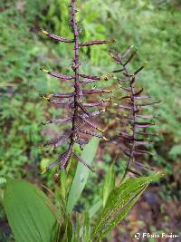 Image of Elleanthus oliganthus