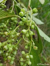 Saurauia aequatoriensis image