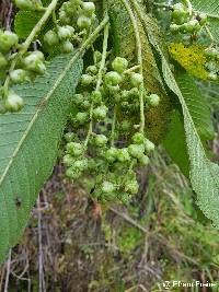 Saurauia aequatoriensis image