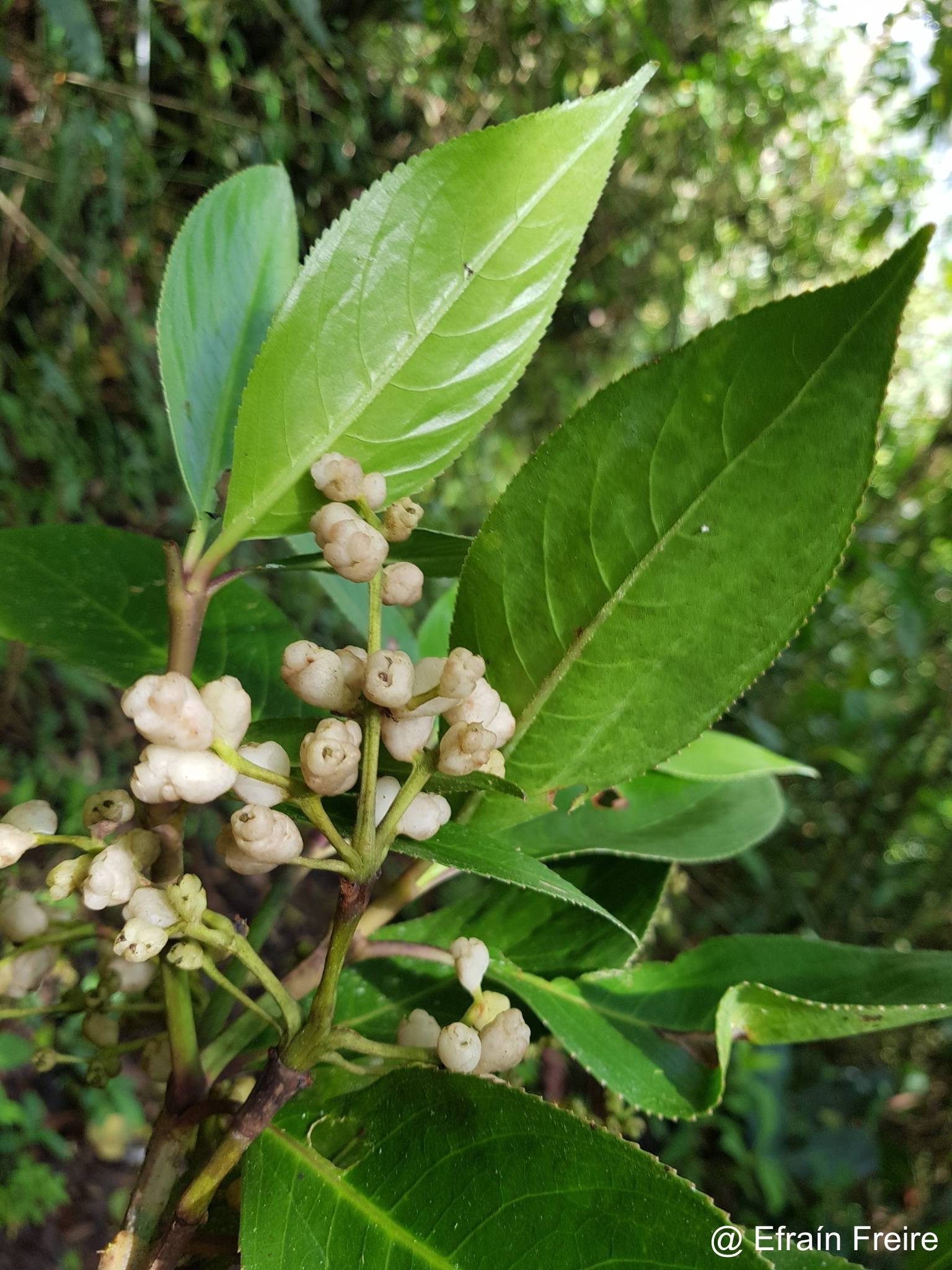Hedyosmum racemosum image