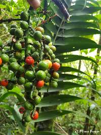 Chamaedorea linearis image