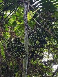 Chamaedorea linearis image