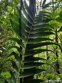 Chamaedorea linearis image