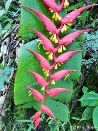 Image of Heliconia dielsiana