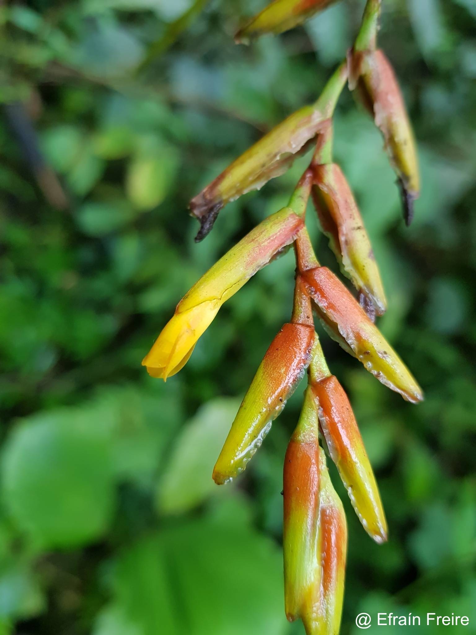 Guzmania undulatobracteata image